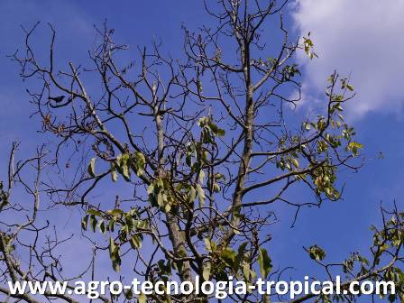 La muerte regresiva por Phythophthora se controla con Mycostar Mycostar controla Phythophthora en aguacate